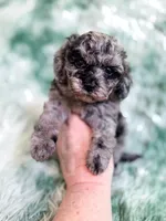 Mozambique, a male Cavapoo for sale in Temple, GA – Photo 5 of 9