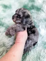 Mozambique, a male Cavapoo for sale in Temple, GA – Photo 7 of 9