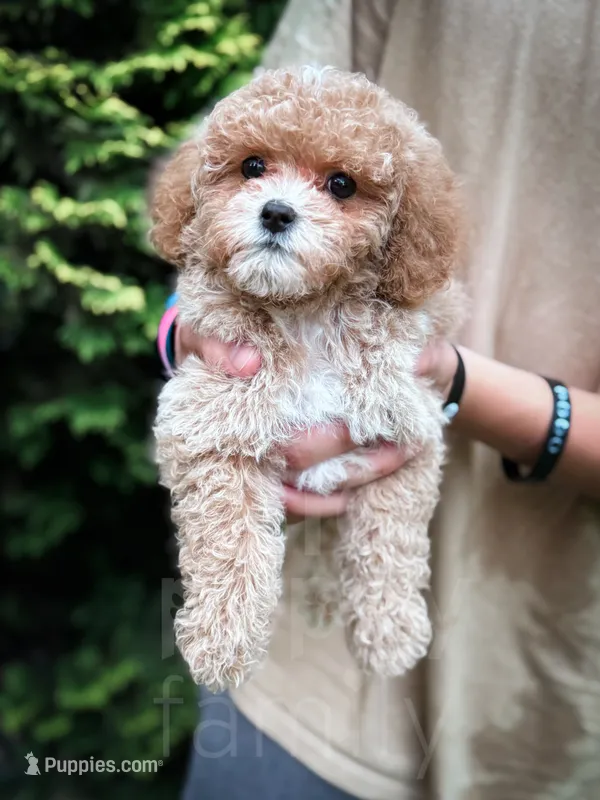 Merlin – Cavapoo puppy for sale in Temple, GA