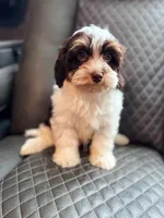 Hershey , a female Havapoo for sale in Temple, GA – 5 of 8