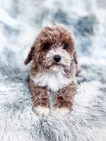 Maeve, a female Cavapoo for sale in Temple, GA – 4 of 6