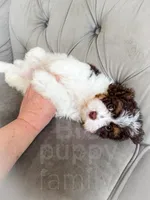 Mudslide, a male Cavapoo for sale in Temple, GA – 6 of 6