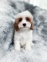 Bullet , a male Cavapoo for sale in Temple, GA – 3 of 9