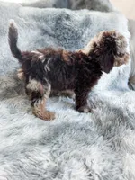 Monty , a male Cockapoo for sale in Temple, GA – 4 of 6