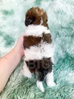 London , a female Cavapoo for sale in Temple, GA – Photo 6 of 7