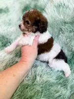 London , a female Cavapoo for sale in Temple, GA – Photo 5 of 7