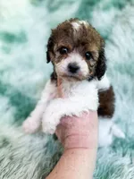 London , a female Cavapoo for sale in Temple, GA – Photo 3 of 7