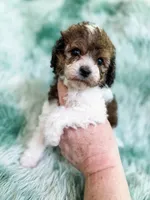London , a female Cavapoo for sale in Temple, GA – Photo 4 of 7