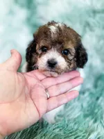 London , a female Cavapoo for sale in Temple, GA – Photo 2 of 7