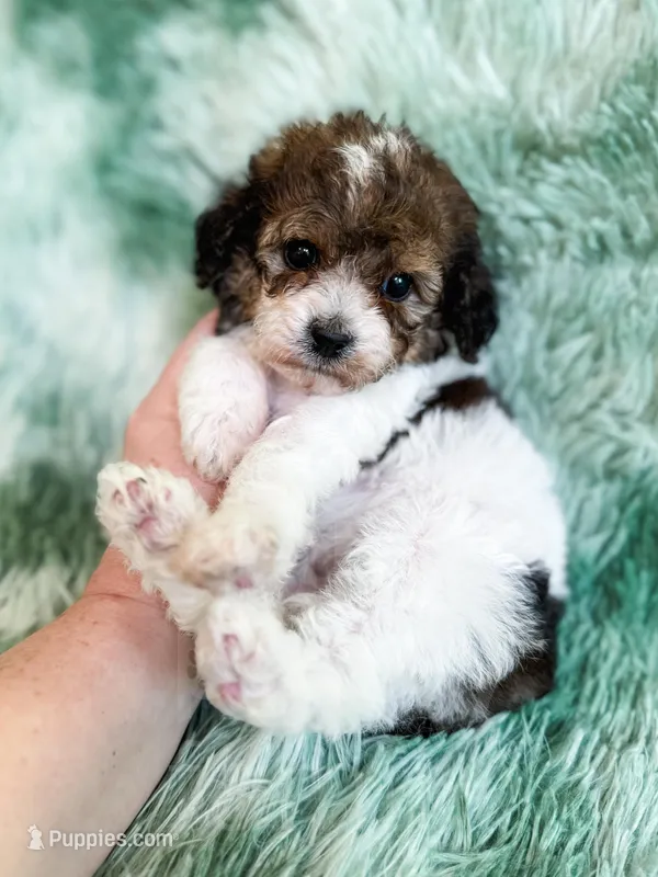 London  – Cavapoo puppy for sale in Temple, GA