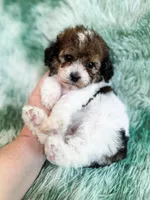 London , a female Cavapoo for sale in Temple, GA – Photo 1 of 7