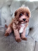 Orzo , a male Cavapoo for sale in Temple, GA – 5 of 5