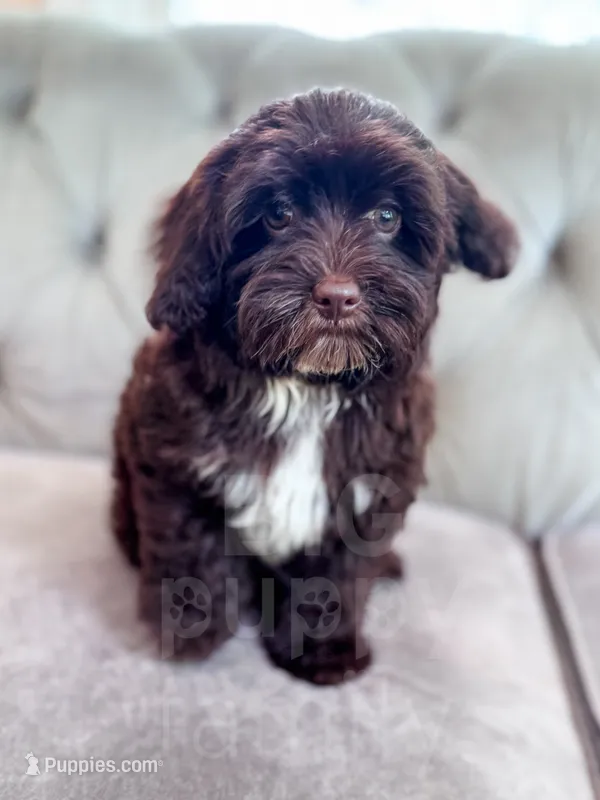Brownie  – Havapoo puppy for sale in Temple, GA