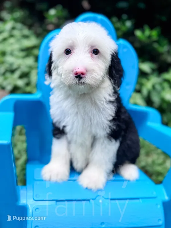 Bubbles – Sheepadoodle puppy for sale in Temple, GA