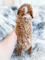 Maeve, a female Cavapoo for sale in Temple, GA – 6 of 6