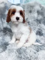 Chief, a male Cavapoo for sale in Temple, GA – 4 of 8