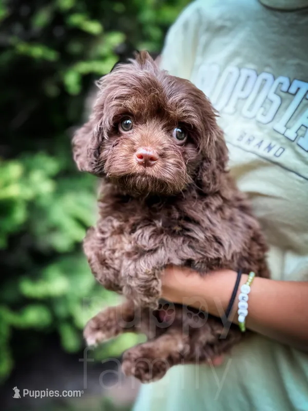 Fudge  – Cavapoo puppy for sale in Temple, GA