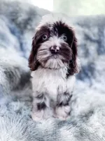 Moondogge, a male Cockapoo for sale in Temple, GA – 1 of 8