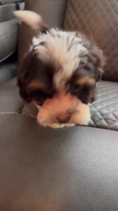 Hershey , a female Havapoo for sale in Temple, GA – 8 of 8
