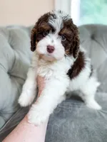 Mudslide, a male Cavapoo for sale in Temple, GA – 4 of 6