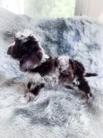 Moondogge, a male Cockapoo for sale in Temple, GA – 6 of 8