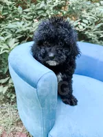 Amsterdam , a male Cavapoo for sale in Temple, GA – 4 of 8