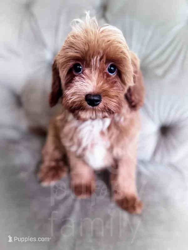 Orzo  – Cavapoo puppy for sale in Temple, GA