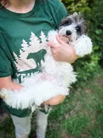 Manchester, a male Cavapoo for sale in Temple, GA – 5 of 10
