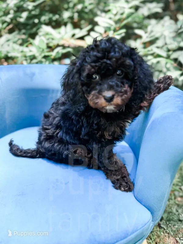 Chester – Cavapoo puppy for sale in Temple, GA