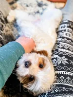 Zuzu, a female Cavapoo for sale in Temple, GA – Photo 5 of 8