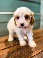 Zuzu, a female Cavapoo for sale in Temple, GA – Photo 6 of 8
