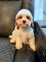 Zuzu, a female Cavapoo for sale in Temple, GA – Photo 1 of 8