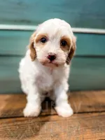 Zuzu, a female Cavapoo for sale in Temple, GA – Photo 7 of 8