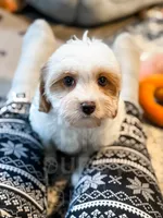 Zuzu, a female Cavapoo for sale in Temple, GA – Photo 4 of 8