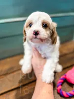 Zuzu, a female Cavapoo for sale in Temple, GA – Photo 8 of 8