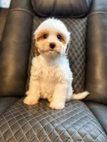 Zuzu, a female Cavapoo for sale in Temple, GA – Photo 2 of 8