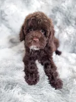 Eddie, a male Cockapoo for sale in Temple, GA – 4 of 8