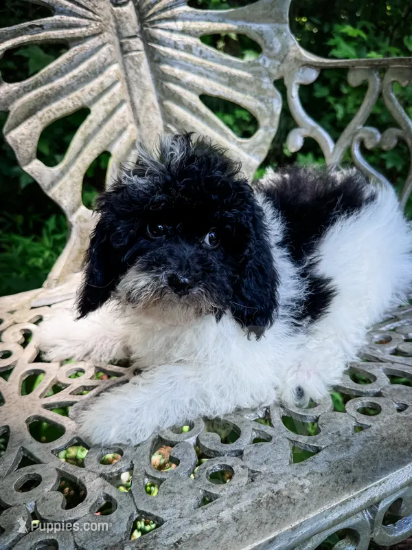 Nampula – Cavapoo puppy for sale in Temple, GA