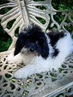Nampula, a male Cavapoo for sale in Temple, GA – 1 of 8