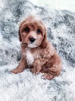 Scott, a male Cavapoo for sale in Temple, GA – 3 of 8