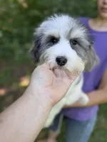 Rubiks - Mini Sheepadoodle, a male Sheepadoodle for sale in Temple, GA – 2 of 10