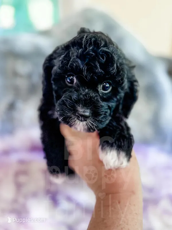 Lichinga – Cavapoo puppy for sale in Temple, GA
