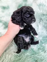 Lichinga, a female Cavapoo for sale in Temple, GA – Photo 7 of 10