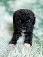 Lichinga, a female Cavapoo for sale in Temple, GA – Photo 3 of 10