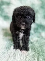 Lichinga, a female Cavapoo for sale in Temple, GA – Photo 2 of 10