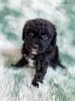 Lichinga, a female Cavapoo for sale in Temple, GA – Photo 6 of 10