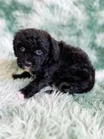 Lichinga, a female Cavapoo for sale in Temple, GA – Photo 4 of 10