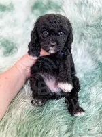 Lichinga, a female Cavapoo for sale in Temple, GA – Photo 9 of 10