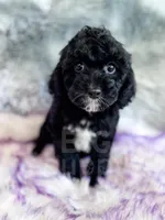 Lichinga, a female Cavapoo for sale in Temple, GA – 7 of 9
