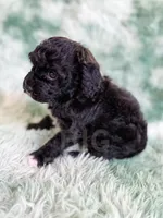 Lichinga, a female Cavapoo for sale in Temple, GA – Photo 8 of 10